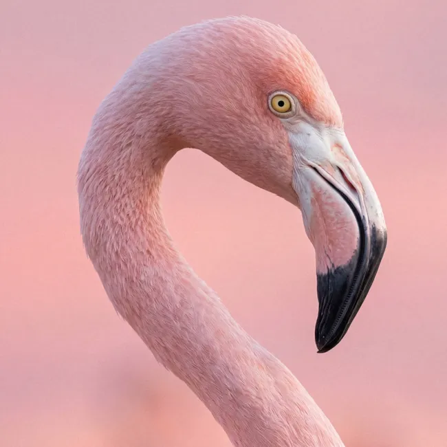Behang - Flamingo - Portret - Roze