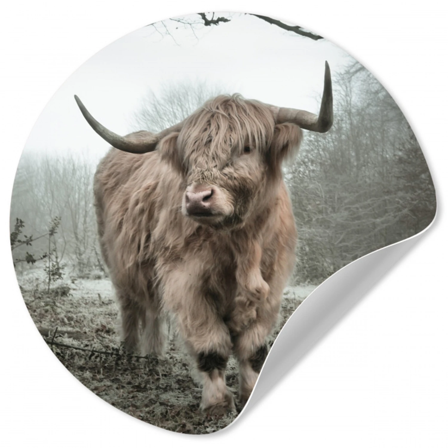 Schotse Hooglander - Bos - Mist - Koe - Dieren - Natuur Wandcirkel behangsticker klein -3d