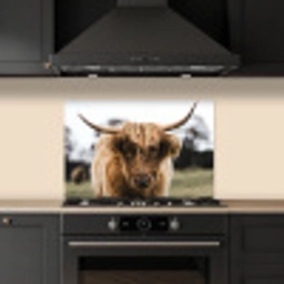 Schotse Hooglander -  Koe - Gras - Dieren - Natuur keuken achterwand spatscherm klein -sfeer1
