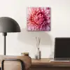 Dahlia - Bloem - Close up - Roze aluminium wit klein -sfeer5