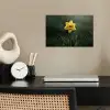 Bloem - Narcis - Gras - Geel poster papier klein -sfeer1