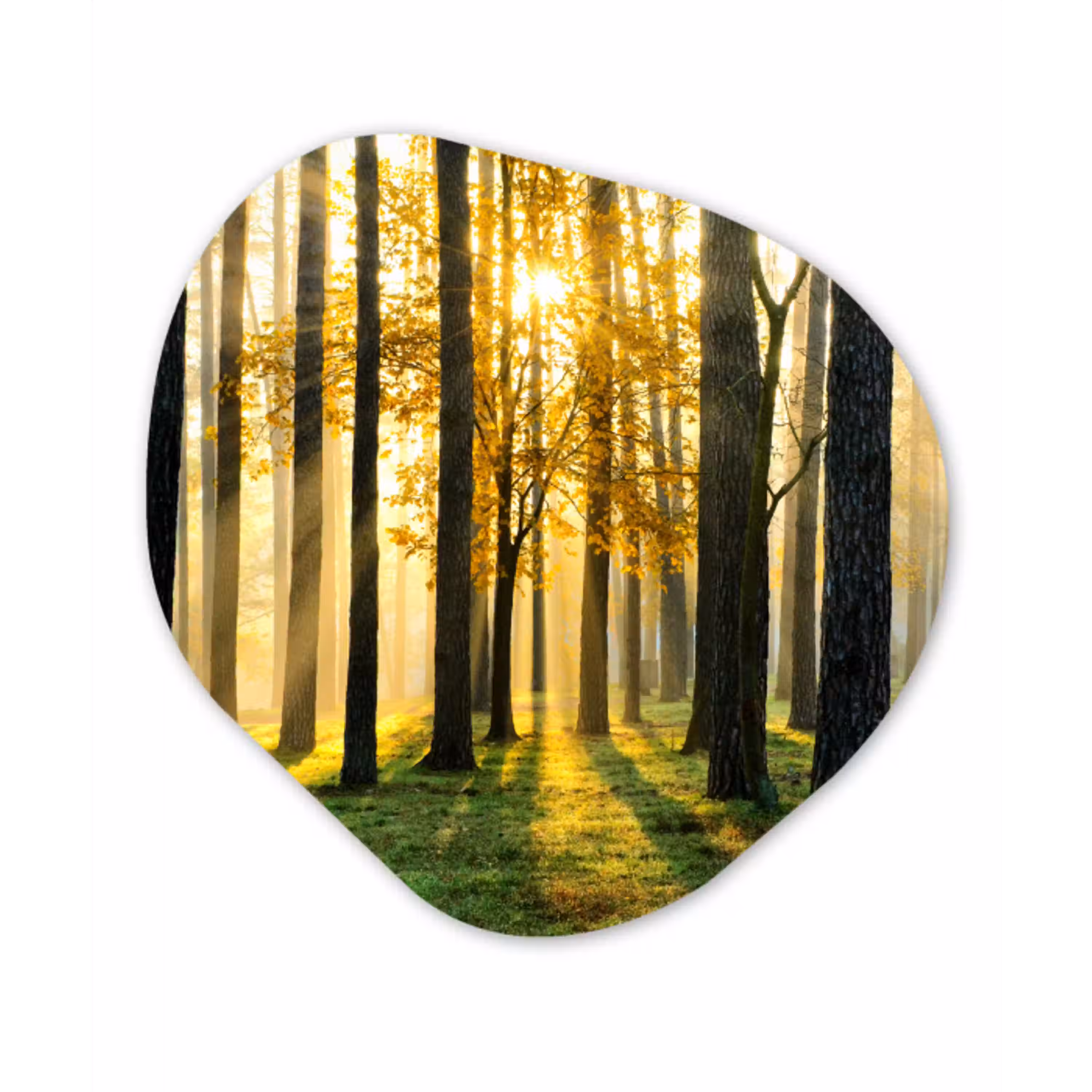 Bos - Zon - Bomen - Gras - Landschap  - Natuur Wandcirkel Organisch Forex 3mm klein -3d