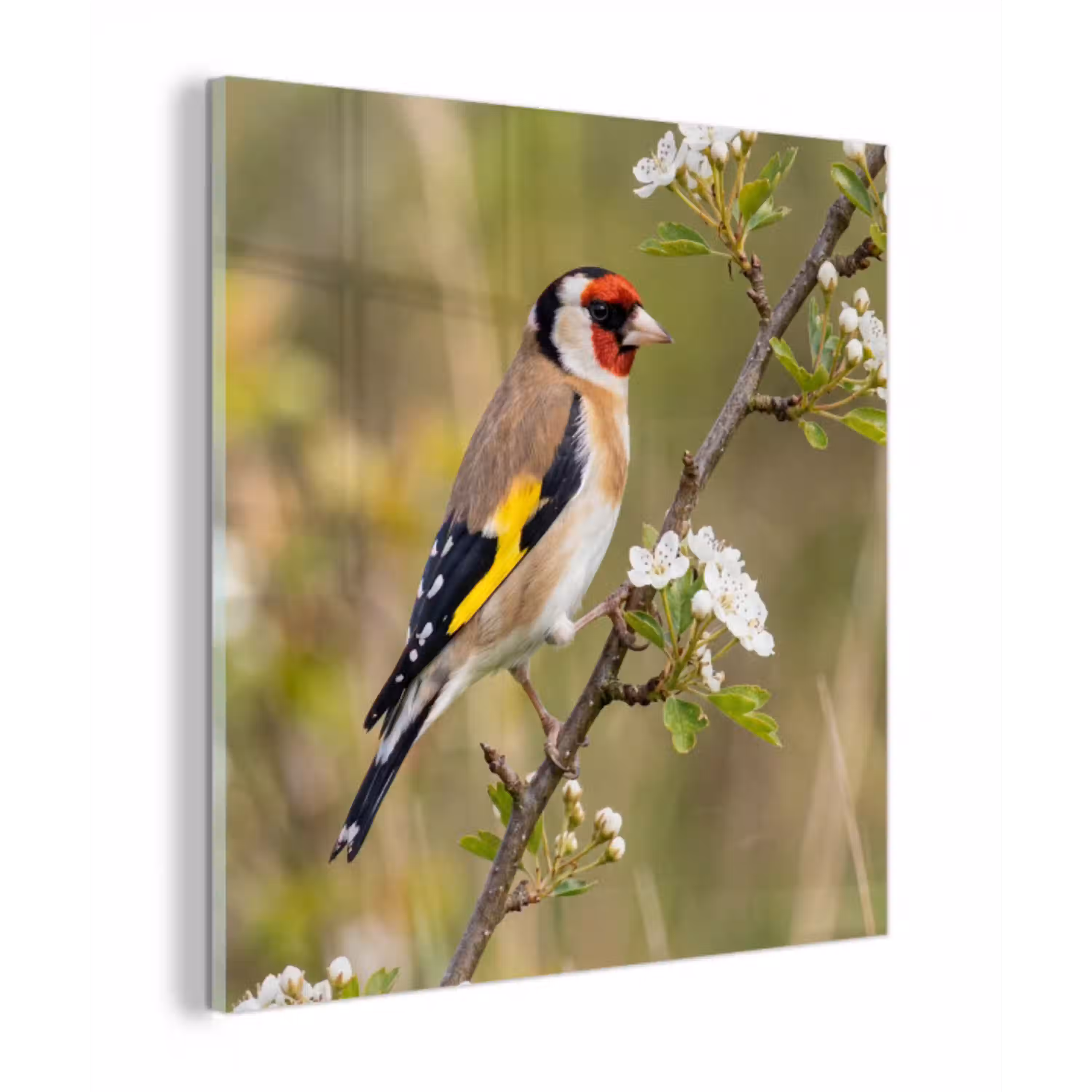 Putter - Bloesem - Lente - Natuur - Kleurrijk plexiglas 5mm klein -z3d