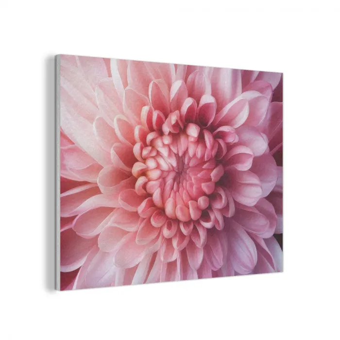 Dahlia - Bloem - Close up - Roze PET vilt klein -3d
