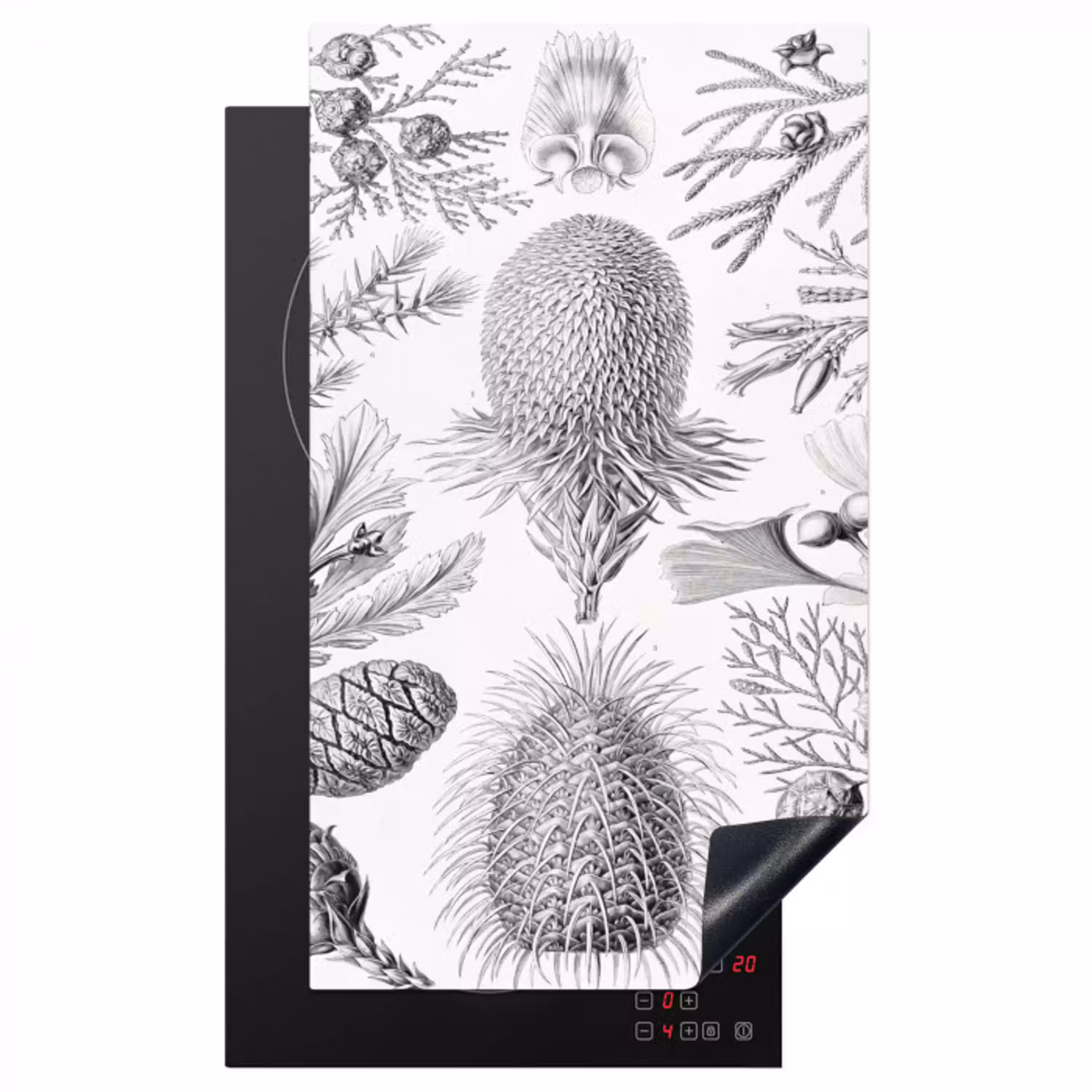 Coniferen - Ernst Haeckel - Kunst - Retro - Illustratie - Natuur Inductie beschermer vinyl 3mm middel -3d
