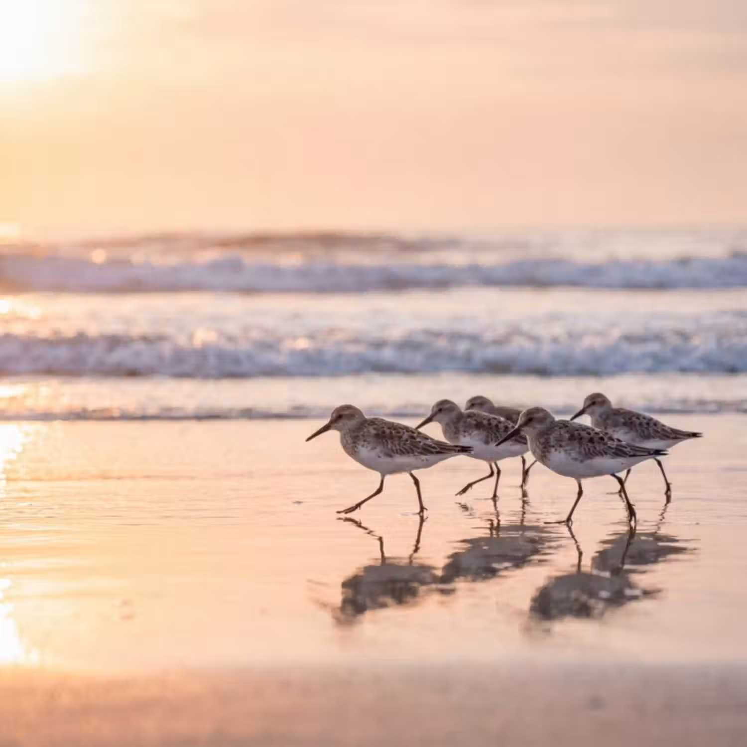 Behang - Zee - Vogels - Strand
