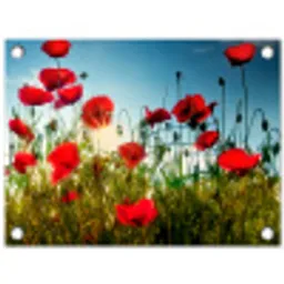 Klaprozen in ochtendlicht tuinposter los doek klein -3d