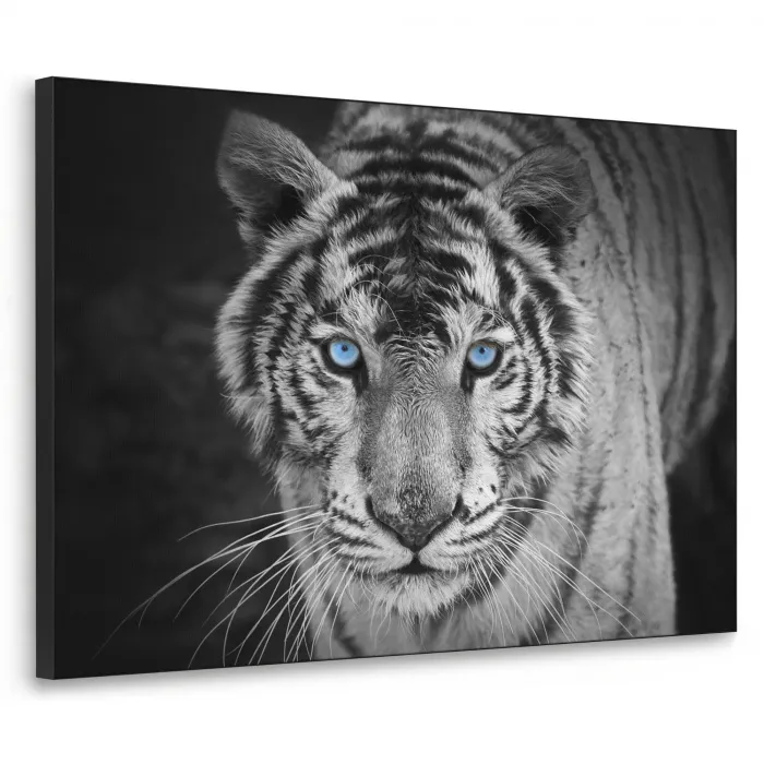 Tijger - Dier - Zwart - Blauw - Modern Textielframe zwart klein -3d