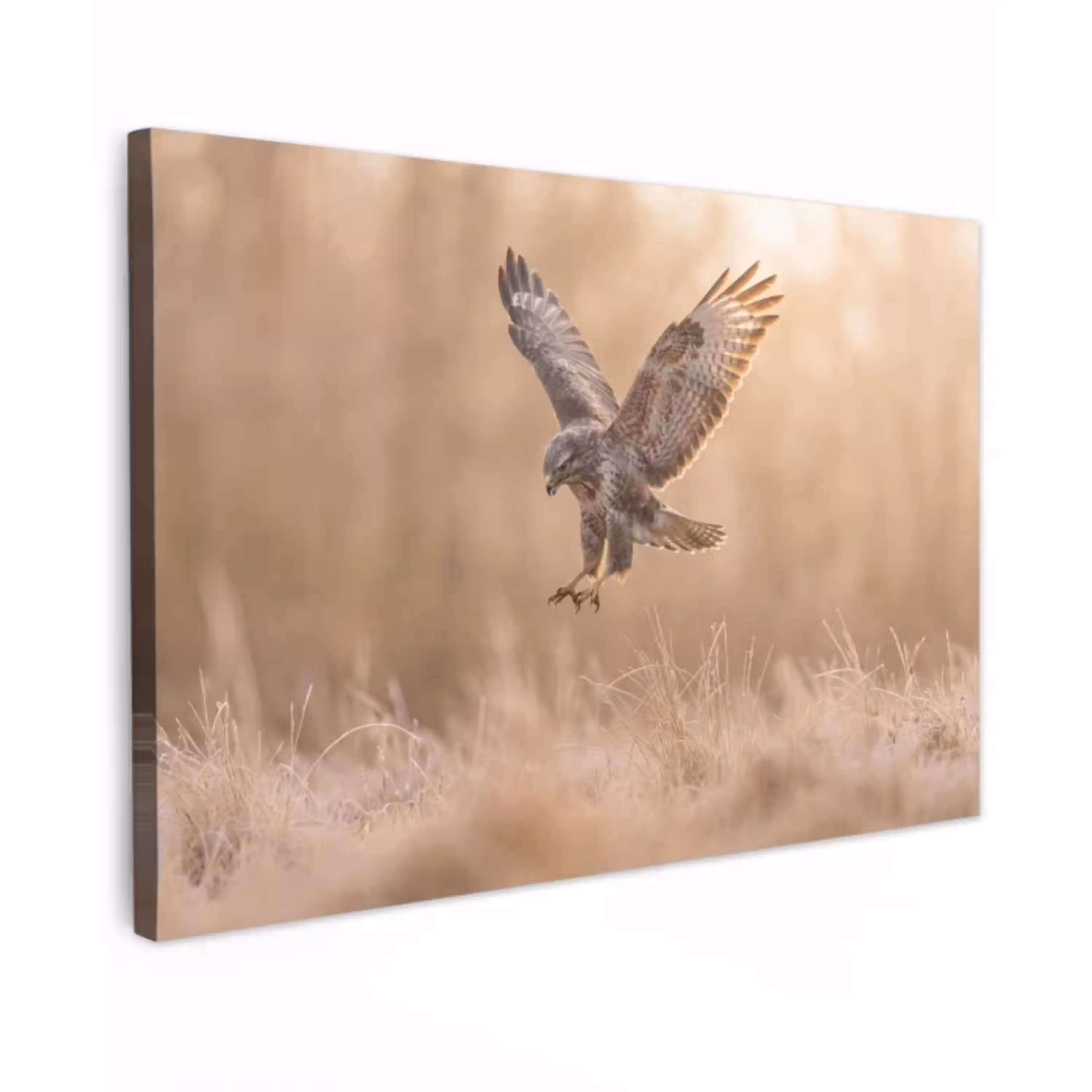 Buizerd - Roofvogel - Natuur - Bruin Tuinposter op houten frame 2 cm dik klein -3d