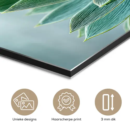 Vetplant - Bladeren - Groen - Wazig aluminium wit klein -closeup_NL