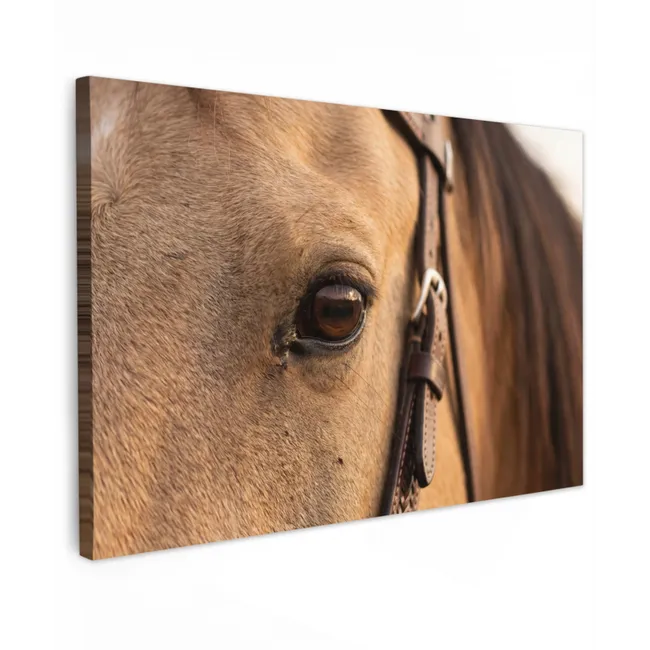 Buiten canvas - Paard - Oog - Bruin