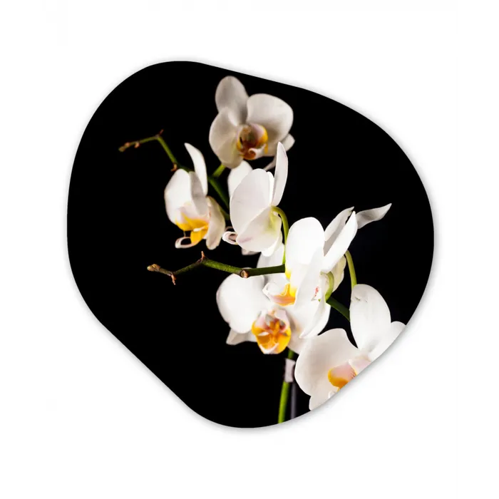 Orchidee - Bloemen - Planten - Botanisch Wandcirkel Organisch Forex 3mm klein -3d