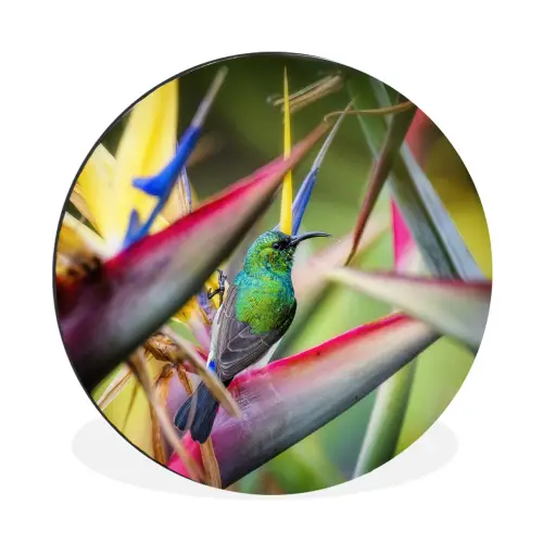 Kleurrijke vogel tussen allemaal kleurrijke platen Wandcirkel aluminium klein -3d