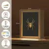 Spin - Goud - Minimalistisch - Poten Light Box met kabel (Tafellamp) klein -USP_NL