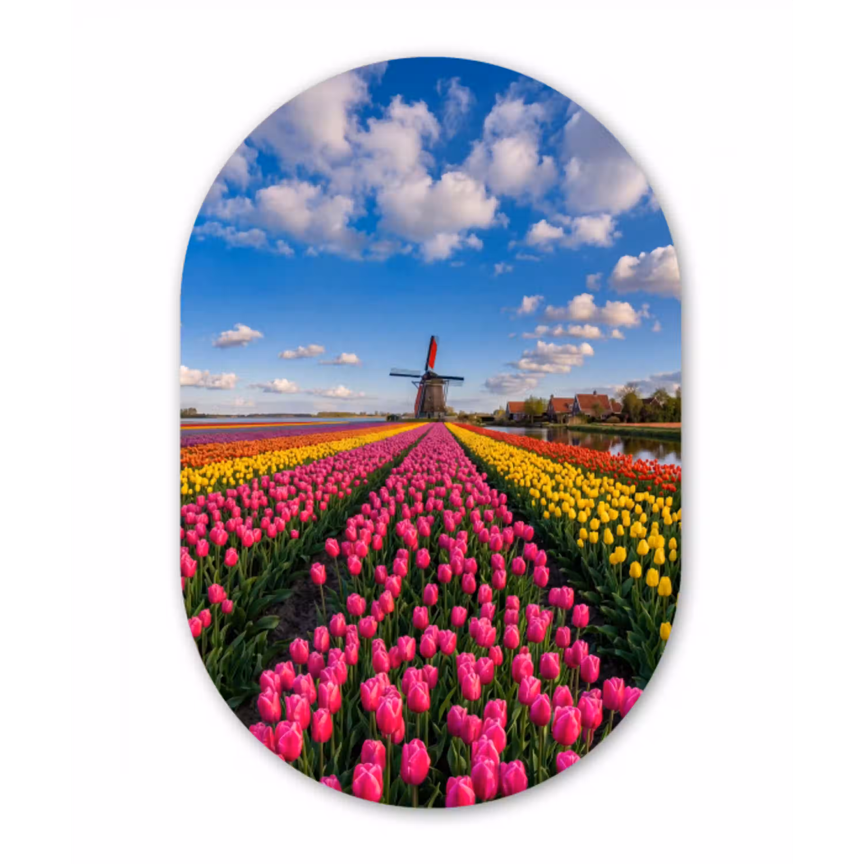 Tulpen - Holland - Molen - Kleurrijk Wandcirkel Ovaal Aluminium middel -3d