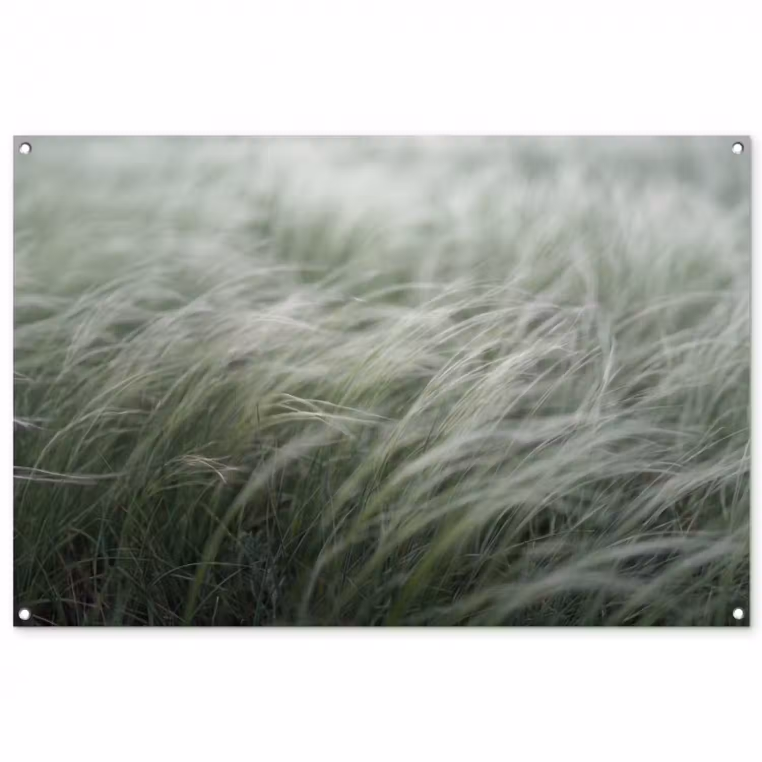 Gartenposter - Gras – Verschwommen – Natur – Grün – Sanft