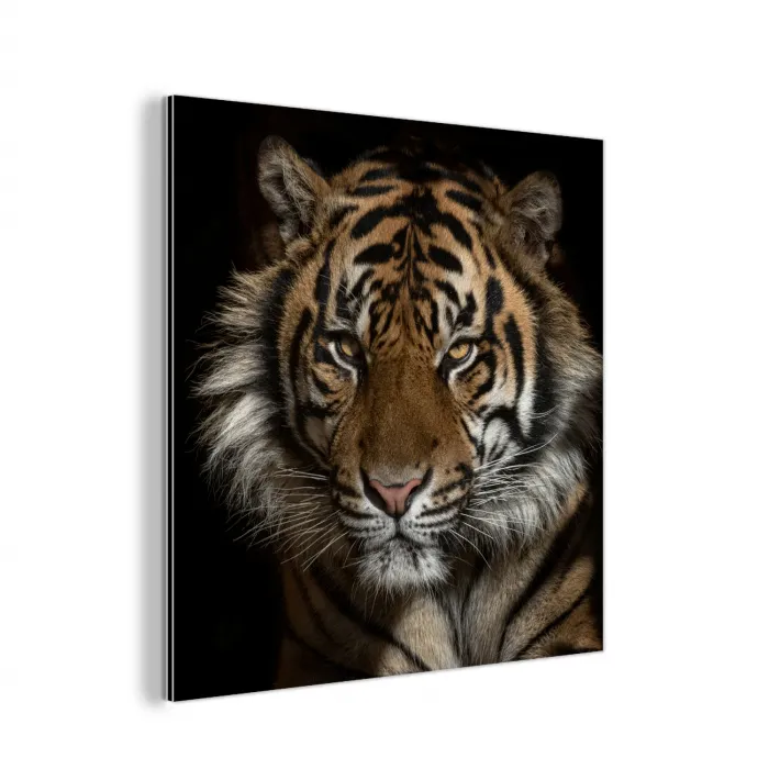 Tijger - Wilde dieren - Portret aluminium wit klein -3d