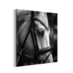 Paard - Schimmel - Portret aluminium wit klein -3d