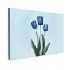 Tulpen - Blauw - Bladeren Tuinposter op houten frame 2 cm dik klein -3d
