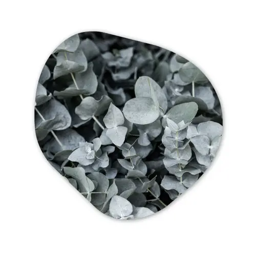 Natuur - Planten - Eucalyptus - Bladeren Wandcirkel Organisch Forex 3mm klein -3d