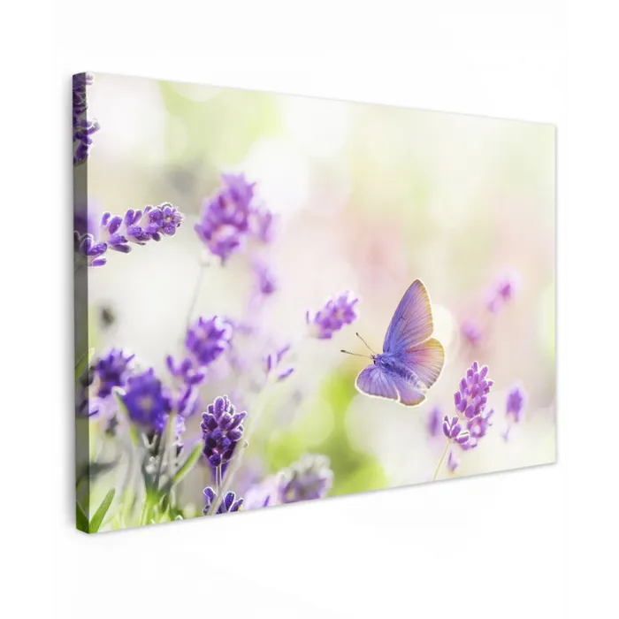 Lavendel - Vlinder - Bloemen canvas 2cm klein -z3d