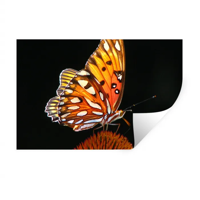 Vlinder - Bloemen - Insect - Portret - Zwart - Oranje Muursticker klein -3d