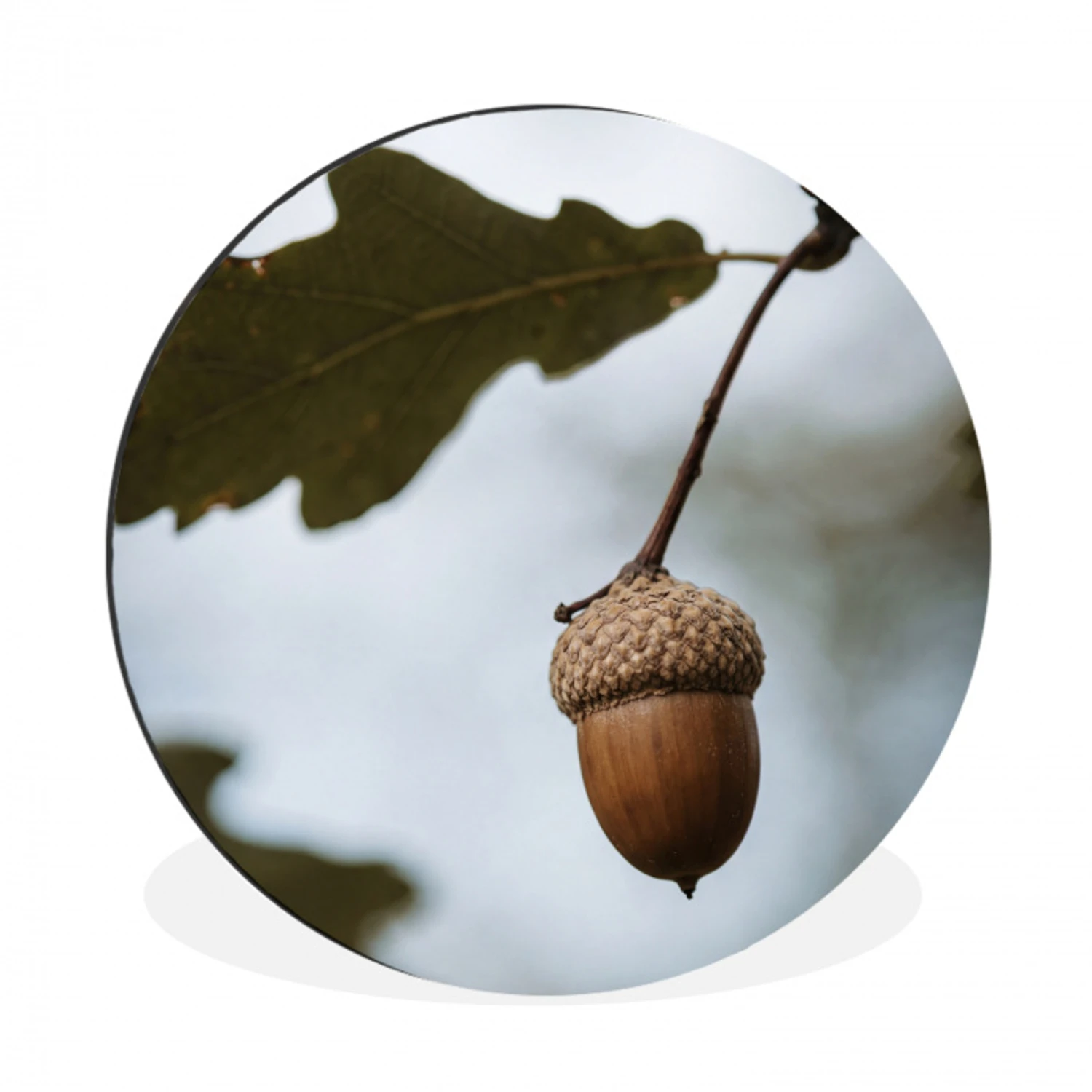 Eikel - Eikenblad - Bos - Herfst - Natuur Wandcirkel aluminium klein -3d