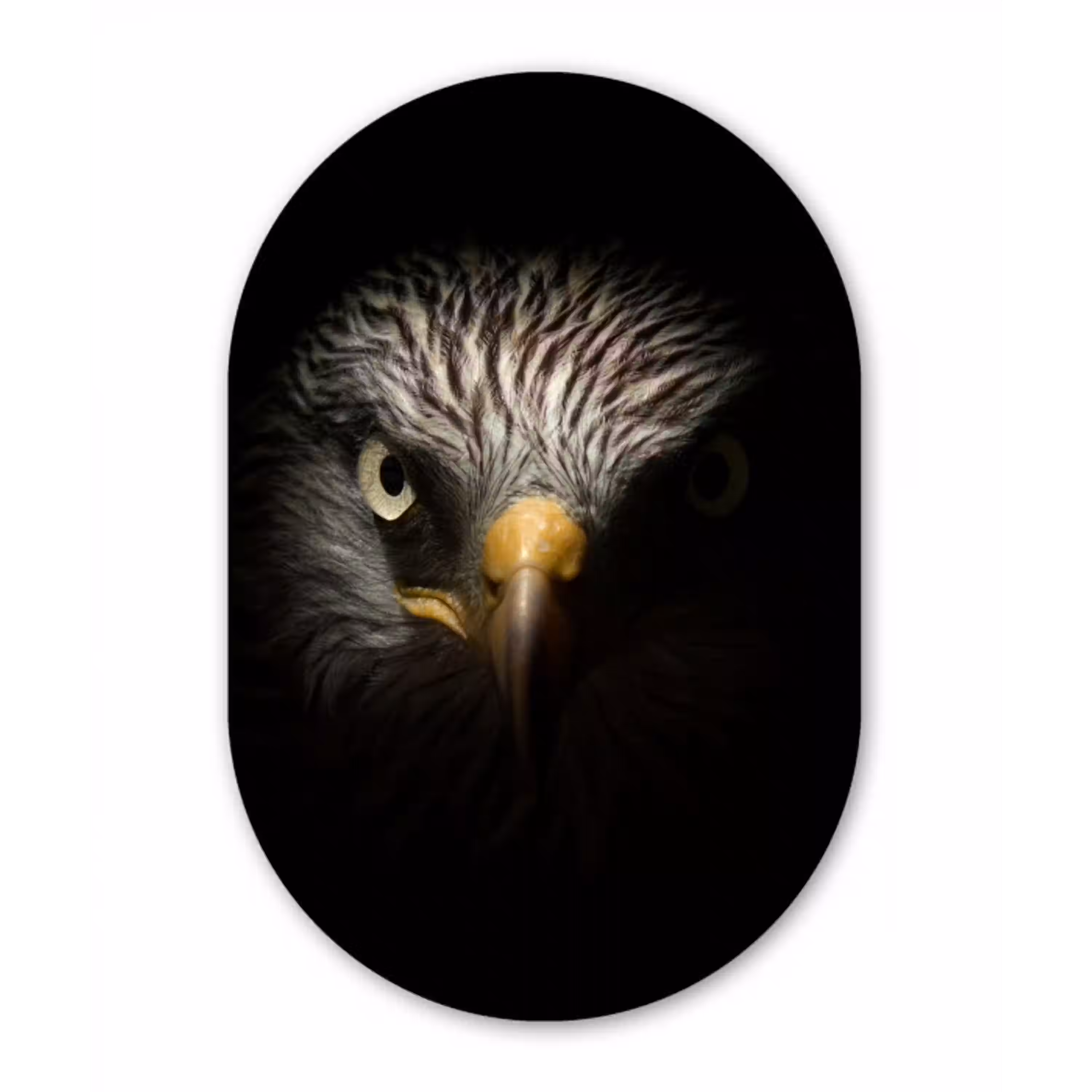 Vogel - Adelaar - Roofvogels - Oog - Snavel - Licht Wandcirkel Ovaal Forex klein -3d
