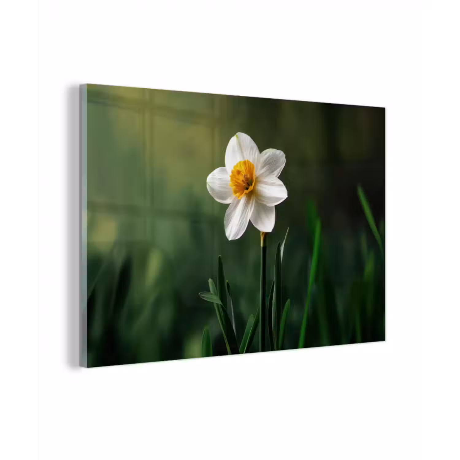 Glasbild - Narzisse - Blume - Weiß - Grashalme