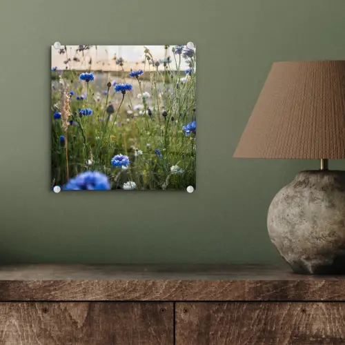 Bloemen - Zomer - Korenbloem - Blauw - Zon - Wolken plexiglas 5mm klein -sfeer3