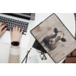Koe - Portret - Dieren - Modern laptophoes neopreen klein -bureau
