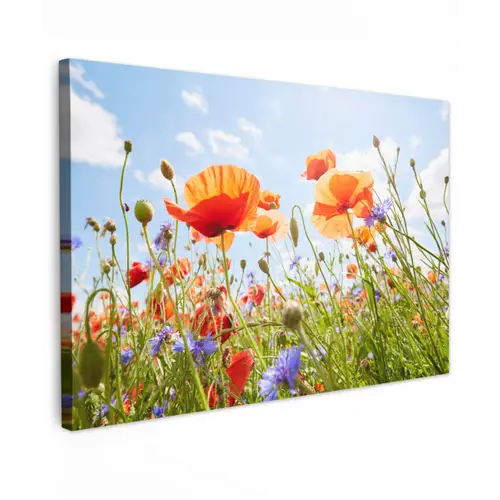 Bloemen - Klaproos - Lente - Natuur - Rood - Blauw Tuinposter op houten frame 2 cm dik klein -3d