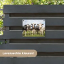 Nieuwsgierige koeien in de wei tuinposter los doek klein -sfeer3