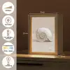 Schelp - Spiraal - Beige Light Box met kabel (Tafellamp) klein -USP_NL