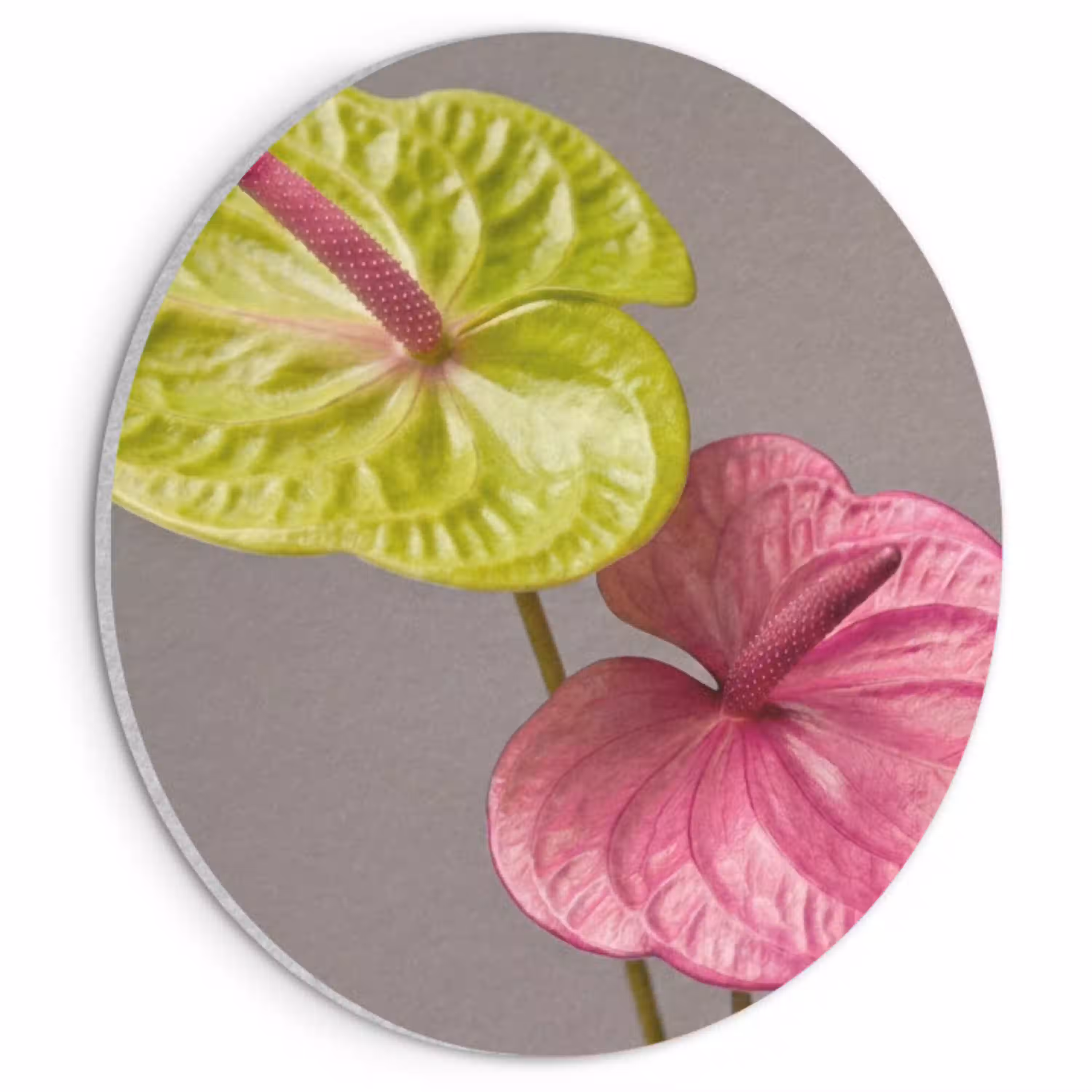 Planten - Anthurium - Groen - Roze Akoestische PET Vilt - Rond klein -3d