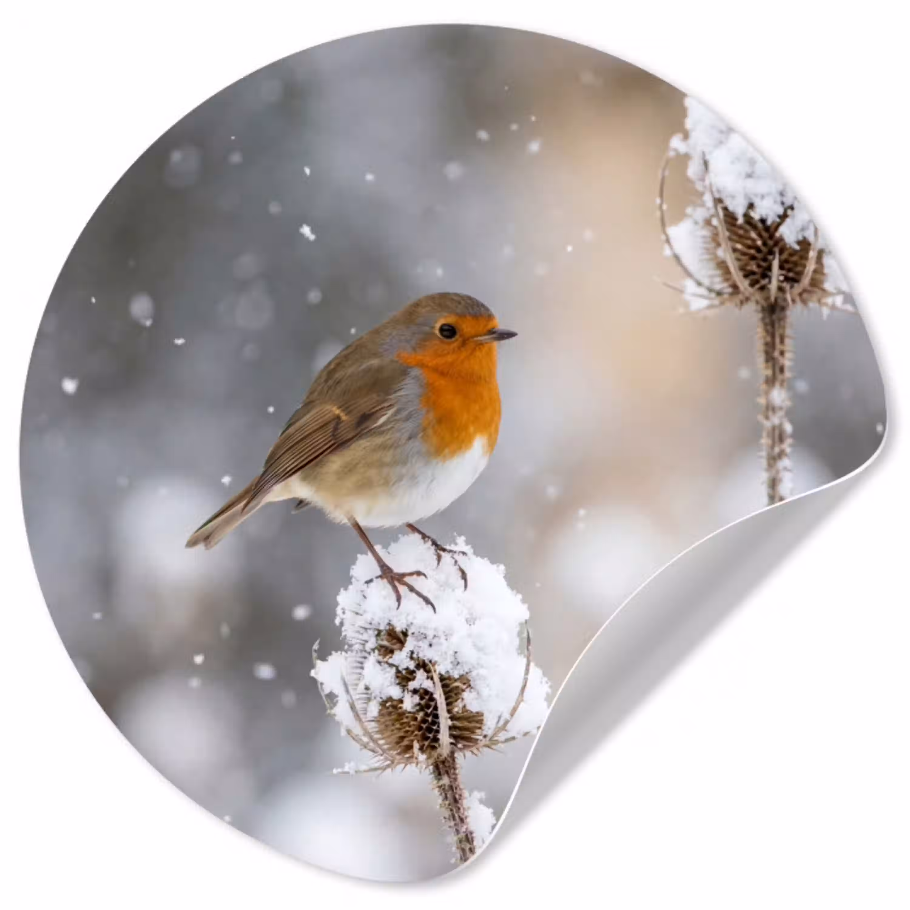 Roodborstje - Gedroogde bloem - Sneeuw - Winter - Vertederend Wandcirkel behangsticker klein -3d