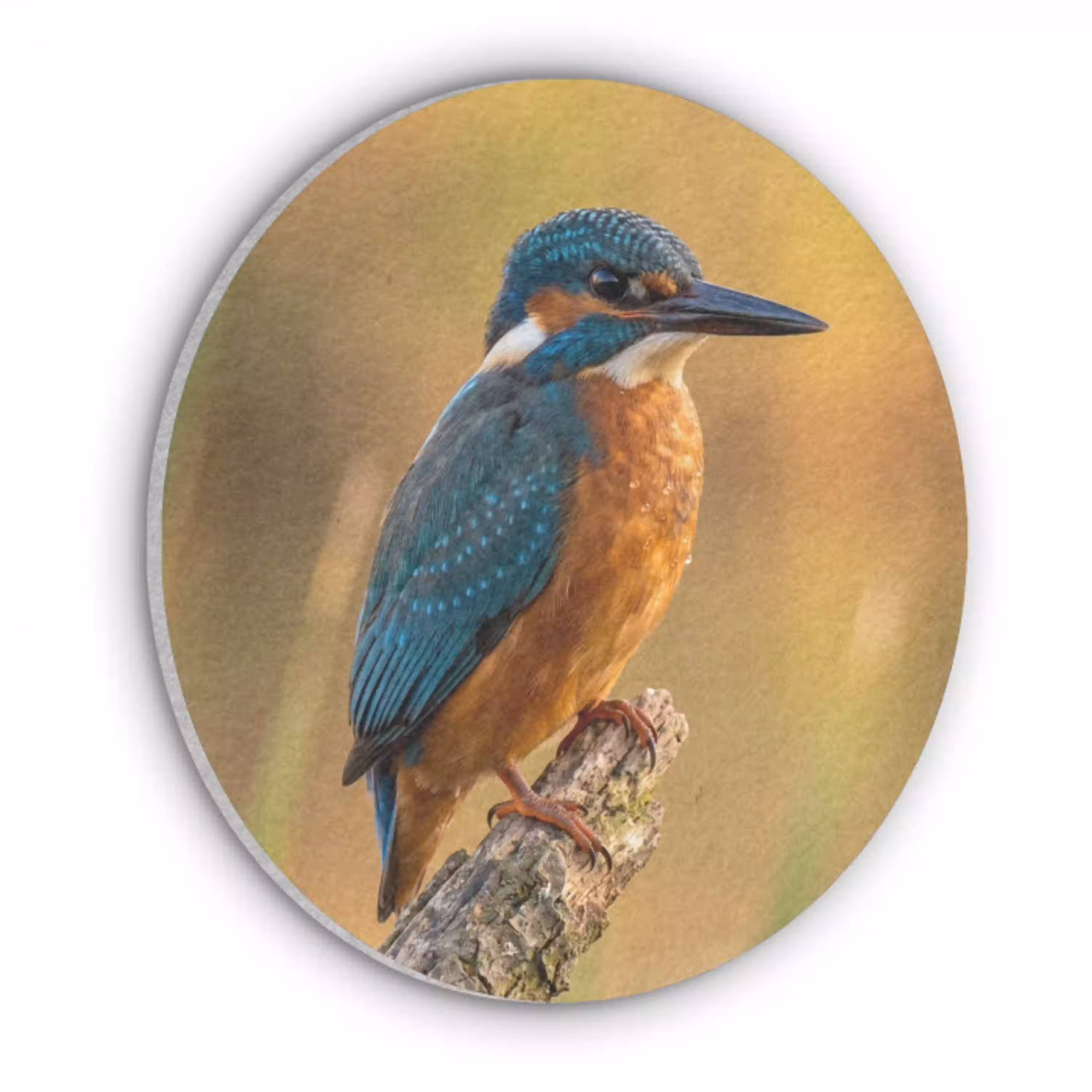 IJsvogel - Tak - Water - Kleurrijk - Levendig Akoestische PET Vilt - Rond klein -3d