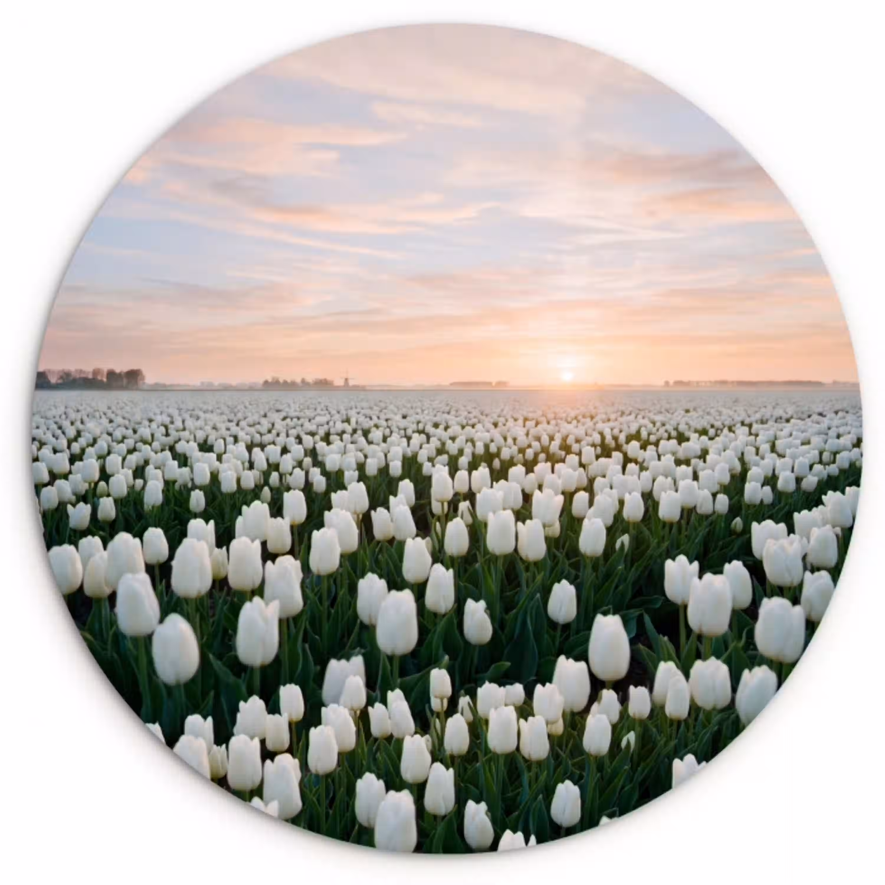 Tulpen - Landschap - Wit Wandcirkel kunststof plaat 5mm dik klein -3d