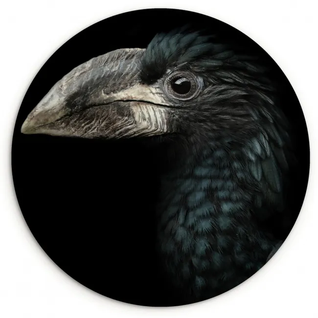 Vogel - Portret - Neushoornvogel - Zwart - Dieren Wandcirkel kunststof plaat 5mm dik klein -3d