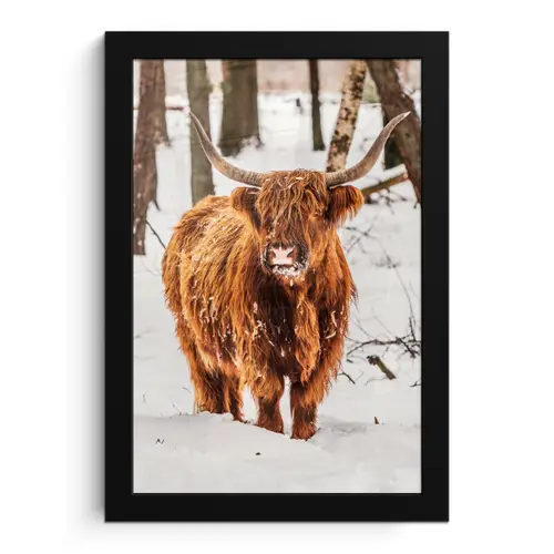 Schotse Hooglander - Sneeuw - Winter - Natuur - Dieren fotolijst zwart zonder passe partout klein -3d