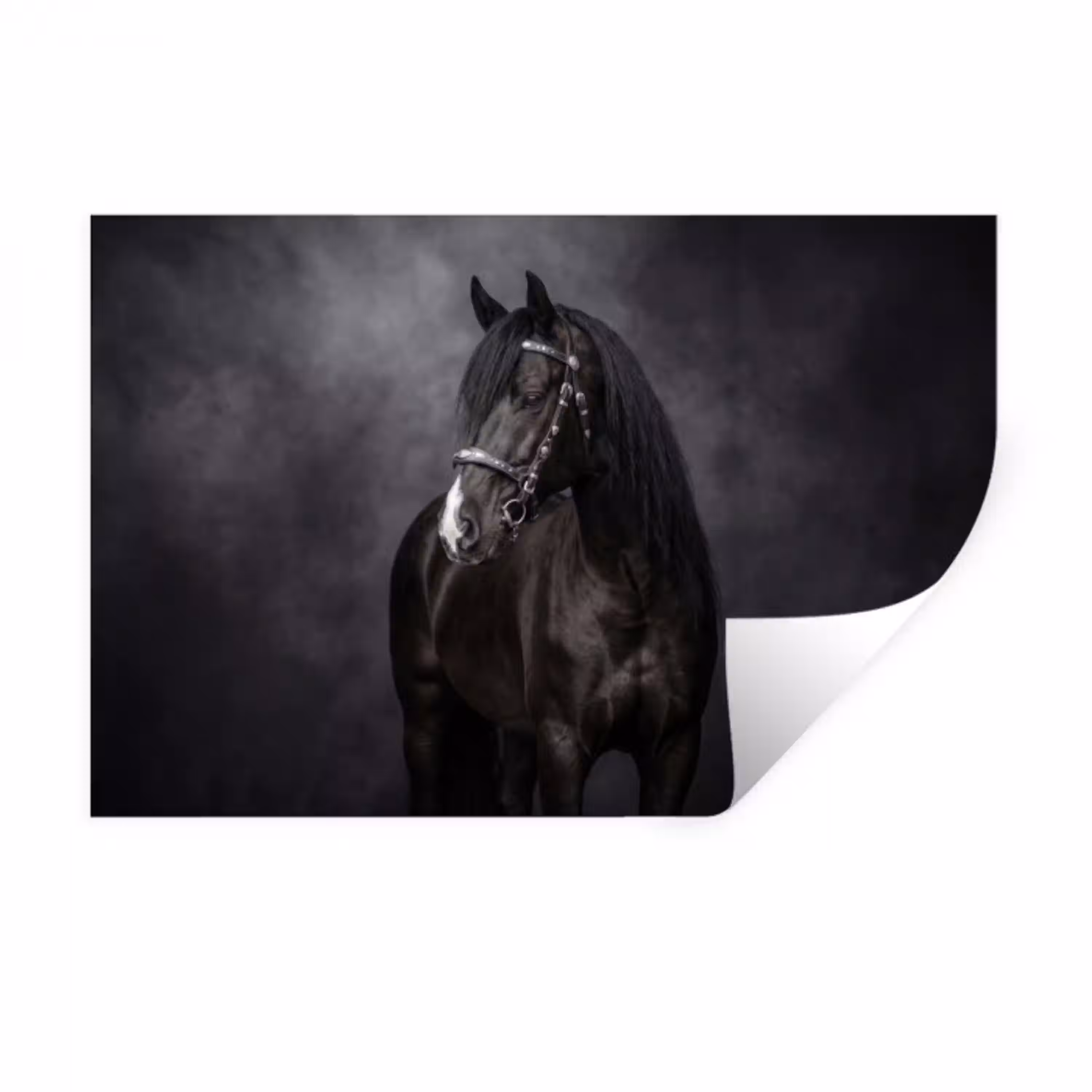 Portret - Paard - Zwart Muursticker klein -3d