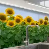 Zonnebloemen - Geel - Natuur keuken achterwand 2 middel -zzzz3d_schuin