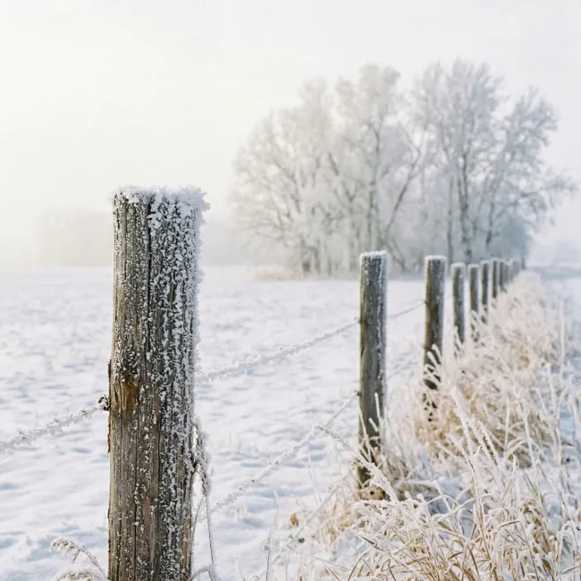 Behang - Hek - Sneeuw - Mist - Platteland - Nostalgisch