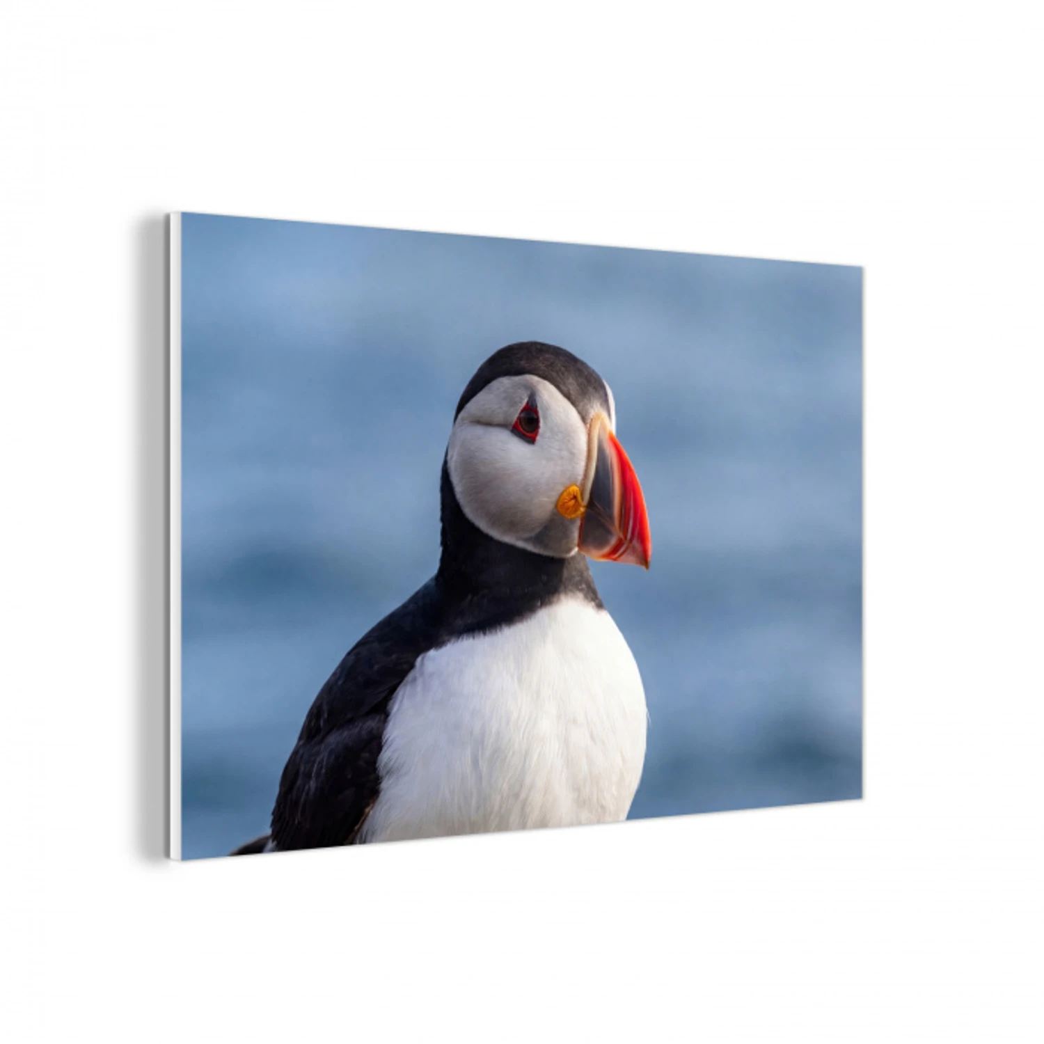Papegaaiduiker - Portret - Natuur forex 5mm xxl -3d