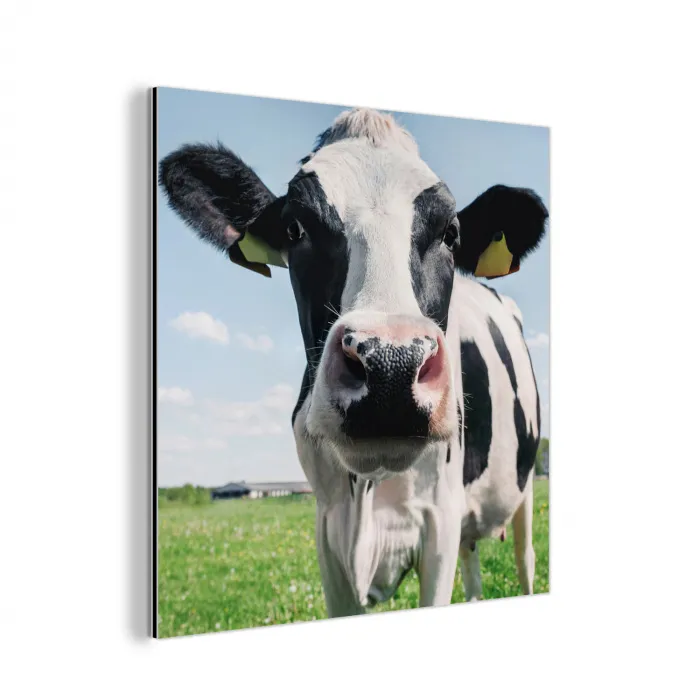 Koe - Weiland - Natuur - Dieren - Gras aluminium wit klein -3d