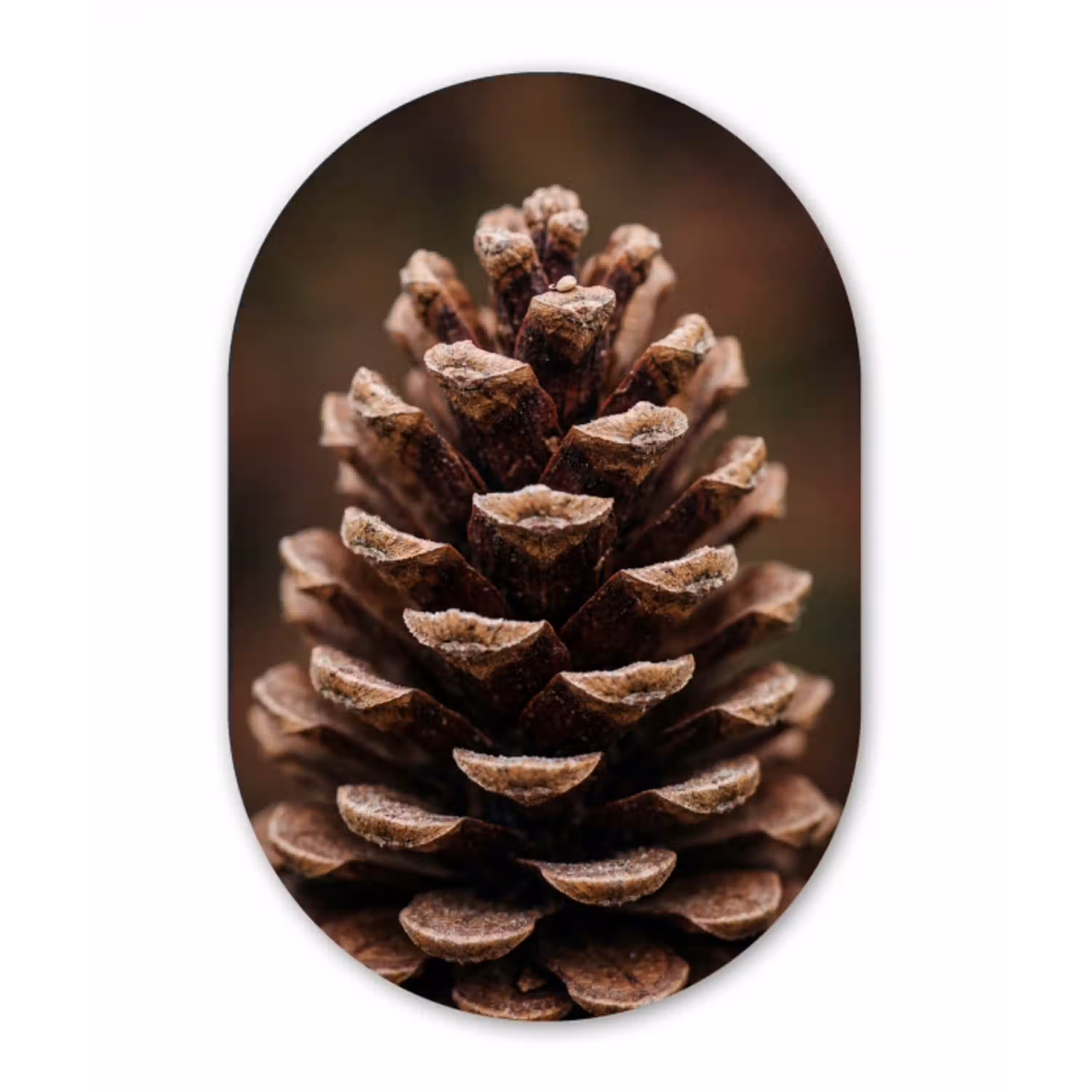 Dennenappel - Bos - Herfst - Bruin - Sfeervol Wandcirkel Ovaal Aluminium middel -3d