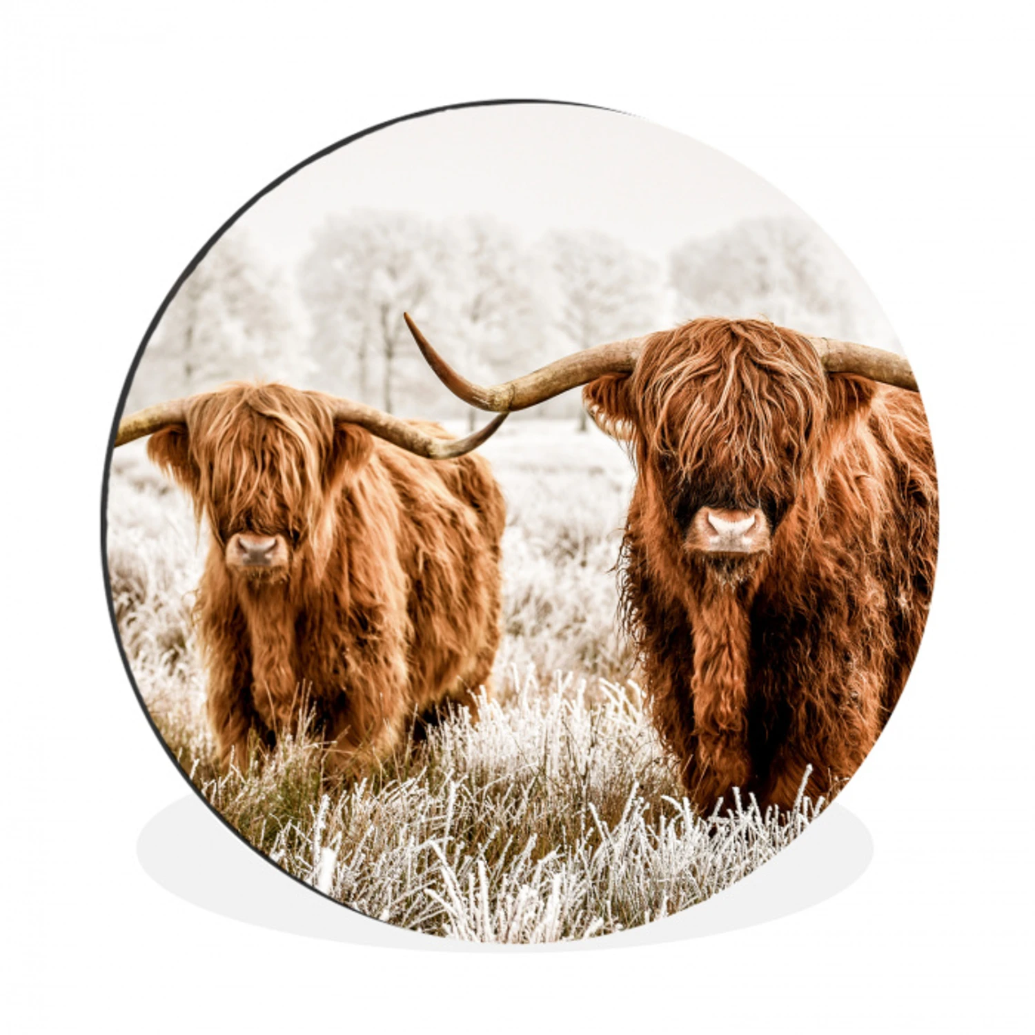 Schotse hooglander - Koe - Dieren - Natuur - Heide Wandcirkel aluminium klein -3d