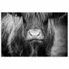 Schotse hooglander - Koe - Zwart - Wit - Dieren poster papier klein -3d