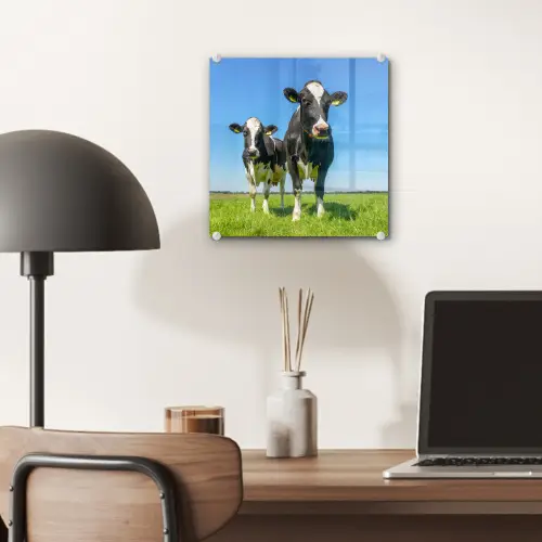 Koeien - Weiland - Gras - Dieren - Boerderij plexiglas 5mm klein -sfeer6