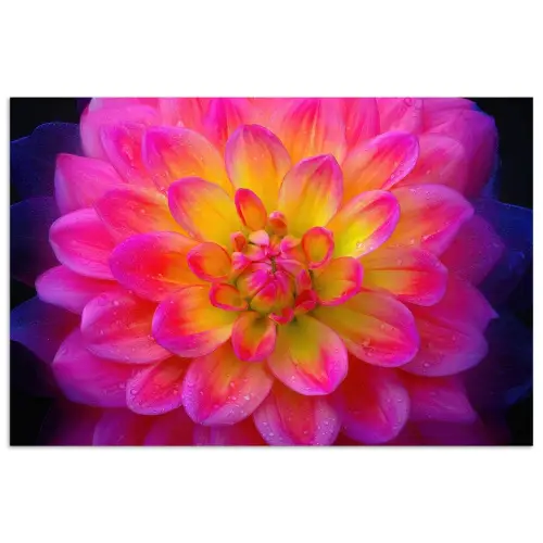 Roze - Dahlia - Kleurrijk poster papier klein -3d